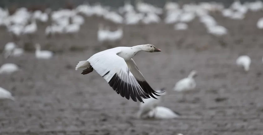WordPress ile Sanal Mağaza Açarken Hızlı ve Kolay Entegrasyon Çözümleri